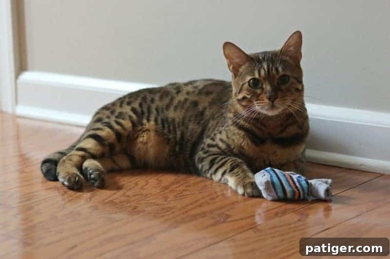 Happy cat playing with a homemade sock toy.