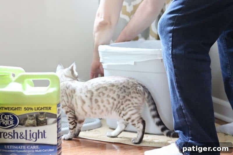 Various Cat's Pride cat litter products on display.